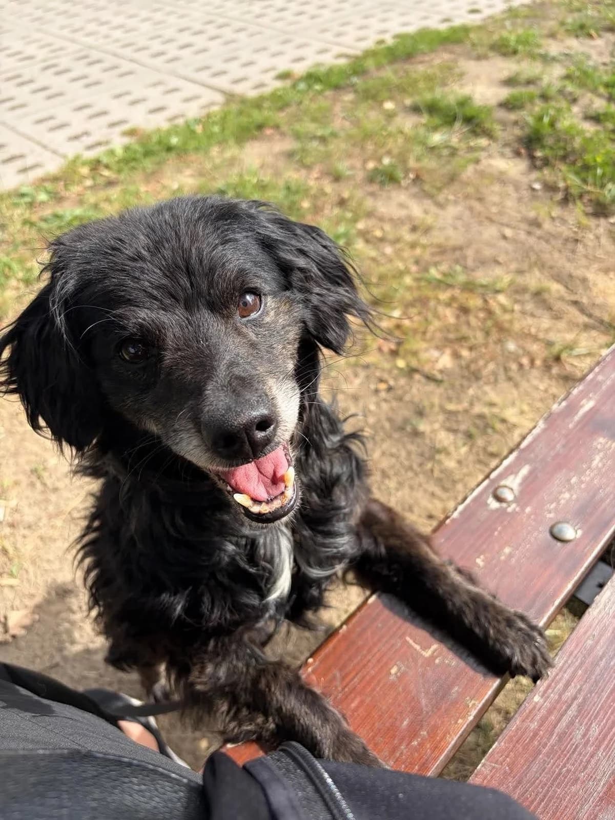 Mozart, Mixed Breed for adoption at Schronisko dla Zwierząt w Słupsku