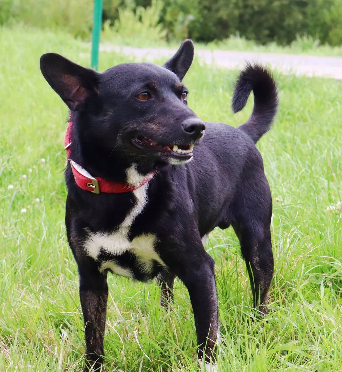 Monti, Mixed Breed for adoption at Schronisko dla Zwierząt w Słupsku