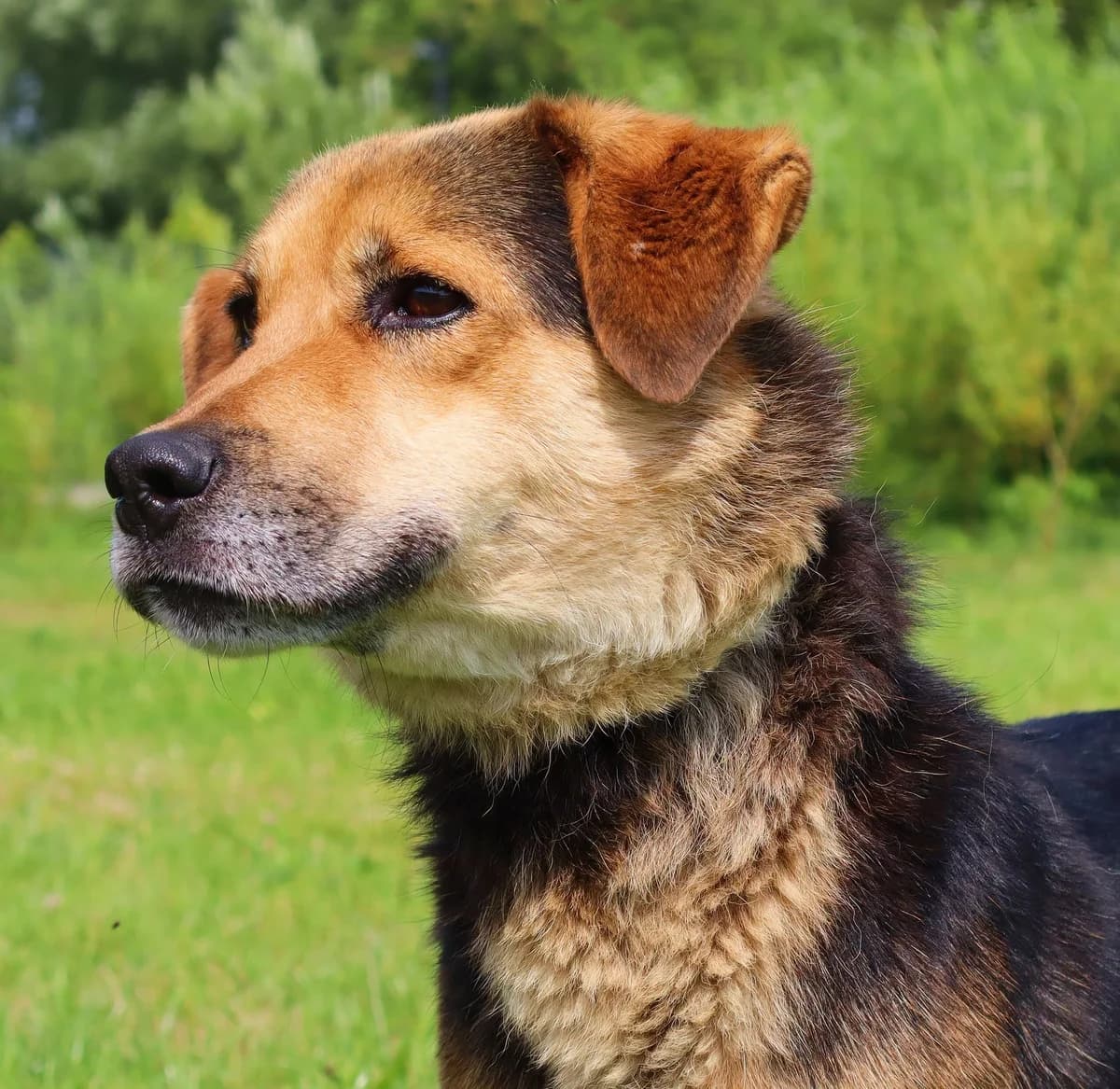 Kortez, 3yo Mixed Breed for adoption at Schronisko dla Zwierząt w Słupsku