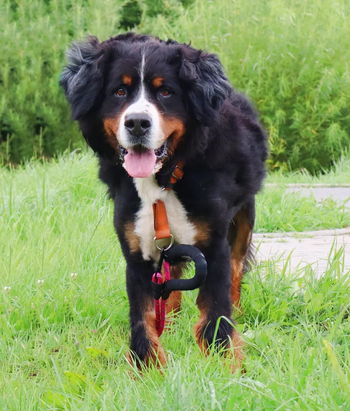 Berni, Mixed Breed for adoption at Schronisko dla Zwierząt w Słupsku