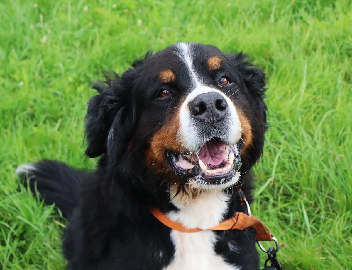 Berni, Mixed Breed for adoption at Schronisko dla Zwierząt w Słupsku