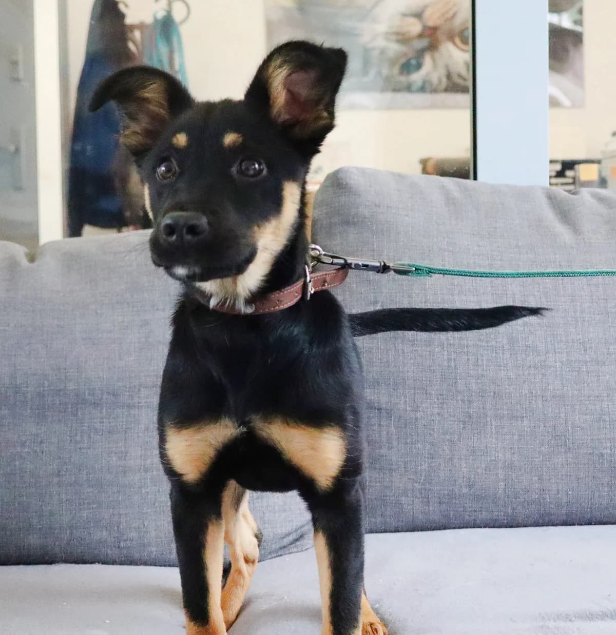 Słodziara, Mixed Breed for adoption at Schronisko dla Zwierząt w Słupsku