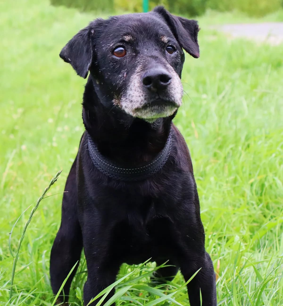 Panko, Mixed Breed for adoption at Schronisko dla Zwierząt w Słupsku