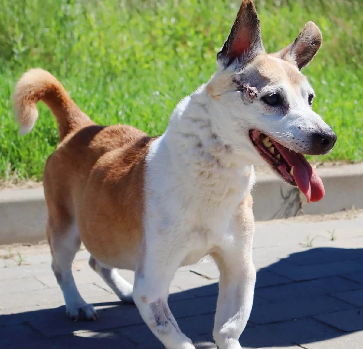 Gandalf, senior Mixed Breed for adoption at Schronisko dla Zwierząt w Słupsku