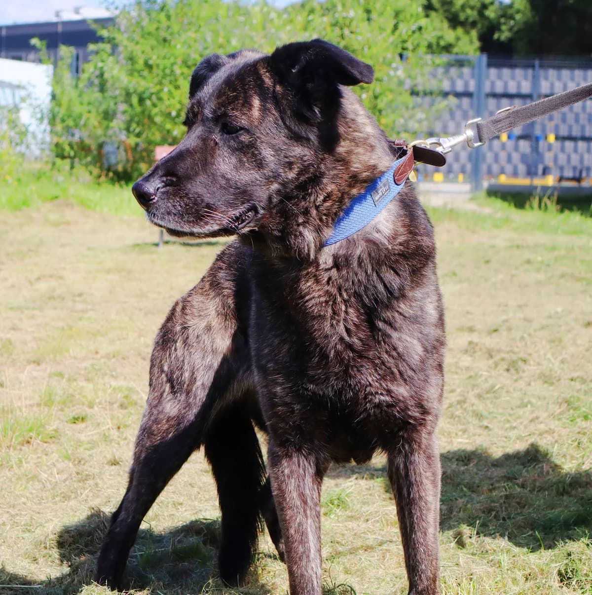 Dżessi, Mixed Breed for adoption at Schronisko dla Zwierząt w Słupsku