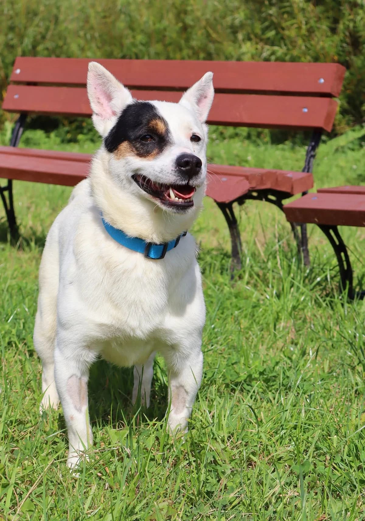Maxi, Mixed Breed for adoption at Schronisko dla Zwierząt w Słupsku