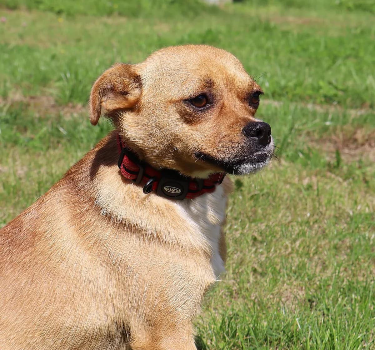 Rocca, puppy Mixed Breed for adoption at Schronisko dla Zwierząt w Słupsku
