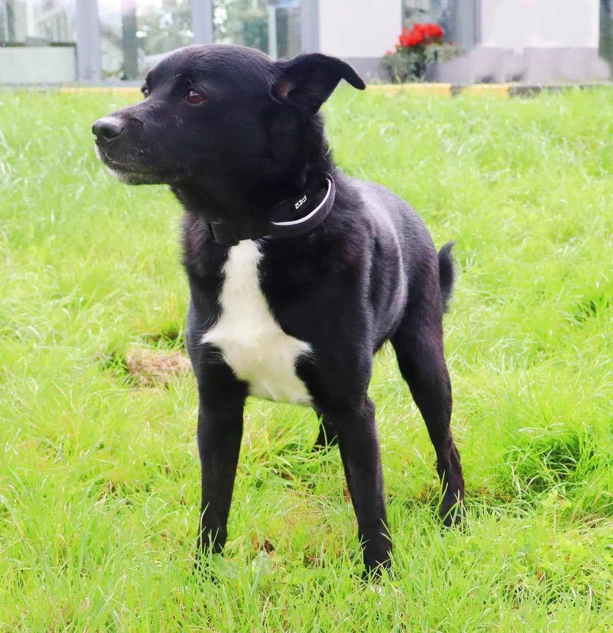 Onyks, puppy Mixed Breed for adoption at Schronisko dla Zwierząt w Słupsku