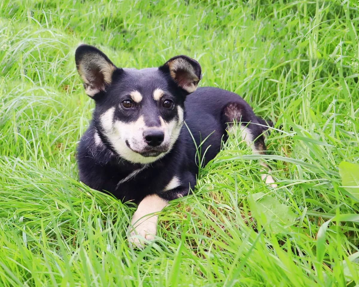 Limbo, Mixed Breed for adoption at Schronisko dla Zwierząt w Słupsku