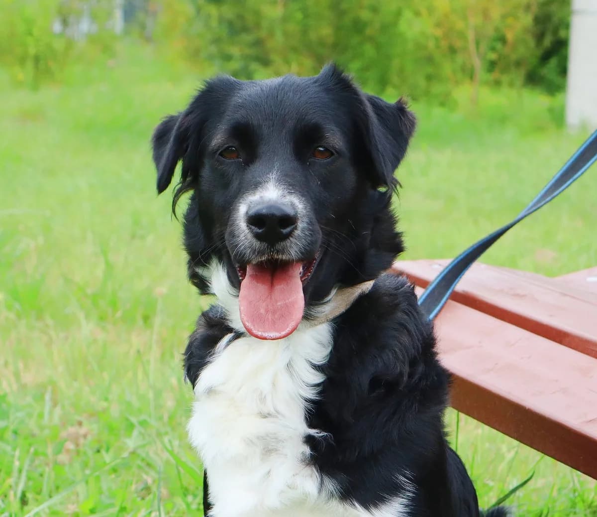Macchia, Mixed Breed for adoption at Schronisko dla Zwierząt w Słupsku