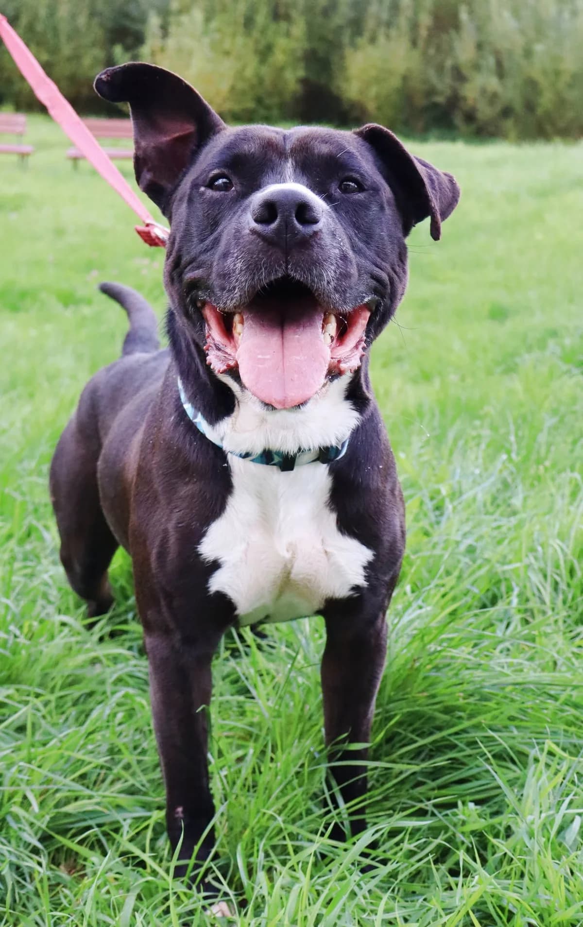 Hammer, Mixed Breed for adoption at Schronisko dla Zwierząt w Słupsku