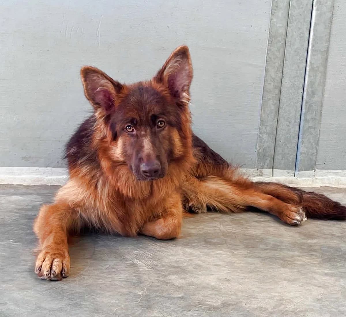 Vhagar, Mixed Breed for adoption at Schronisko dla Zwierząt w Słupsku