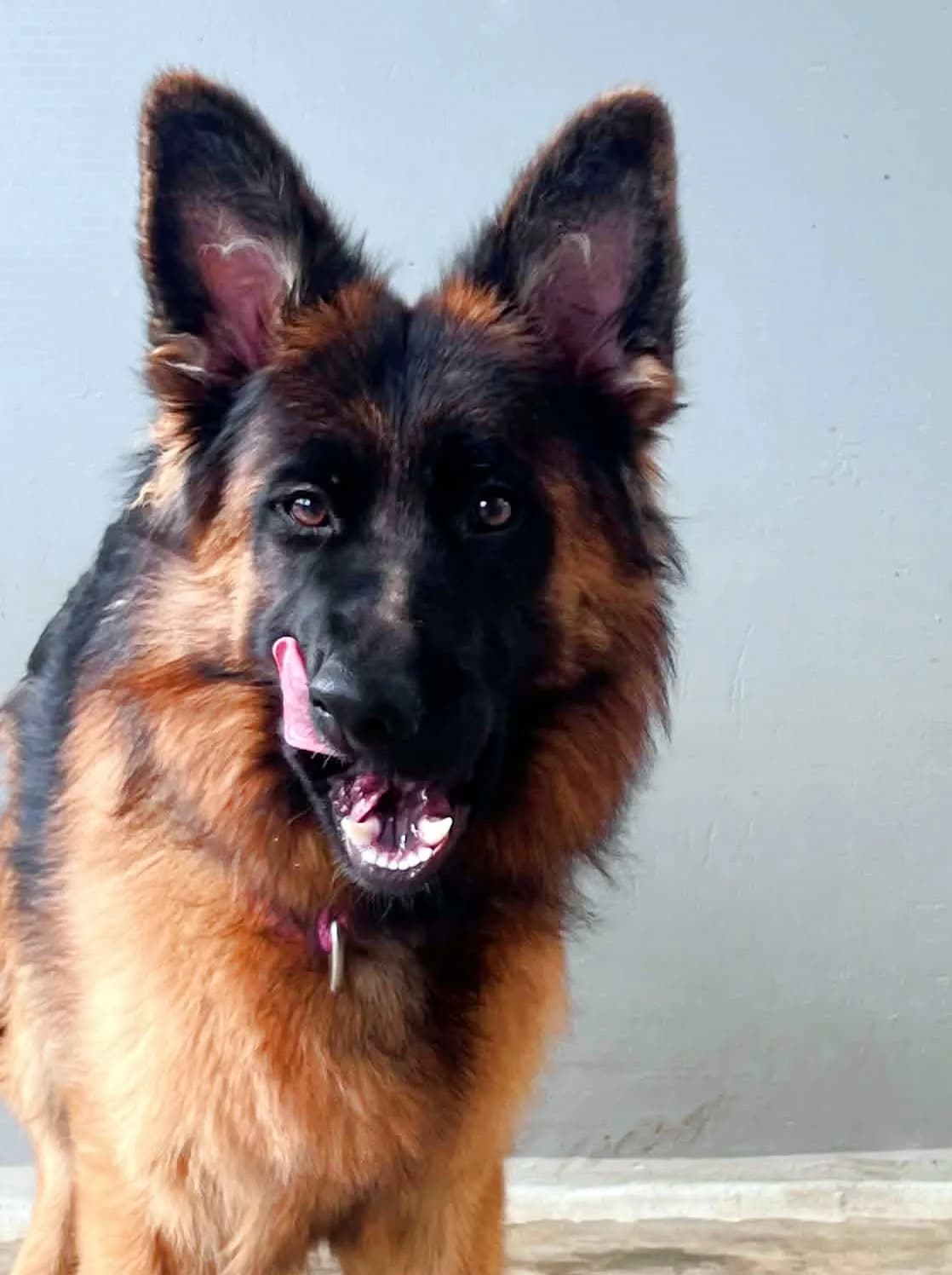 Visenya, Mixed Breed for adoption at Schronisko dla Zwierząt w Słupsku