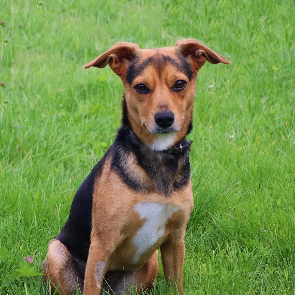 Kikimora, Mixed Breed for adoption at Schronisko dla Zwierząt w Słupsku