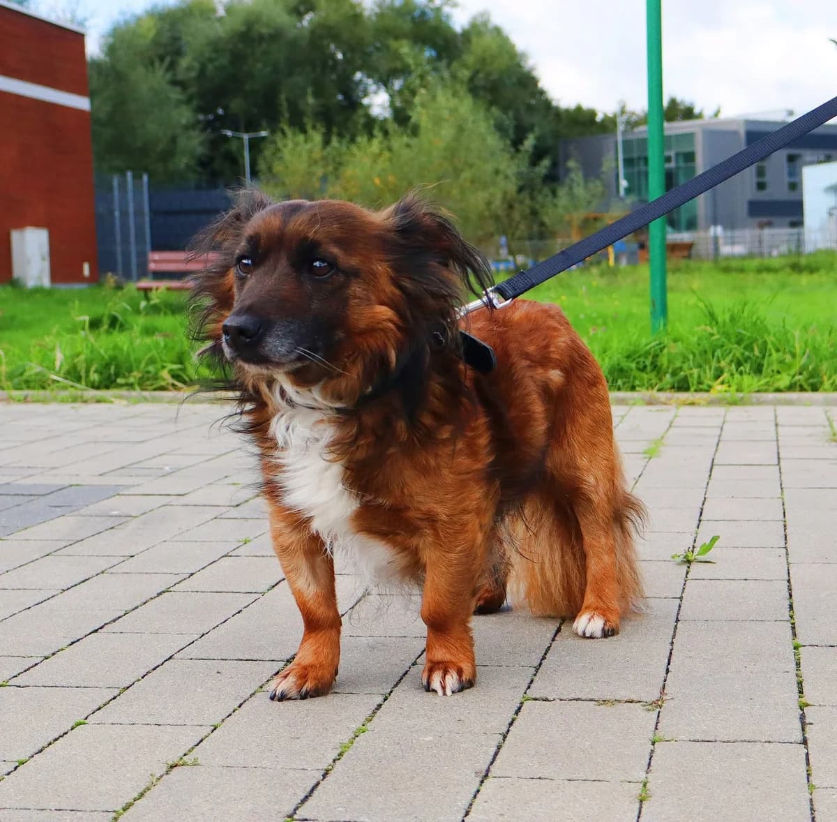 Hajtek, Mixed Breed for adoption at Schronisko dla Zwierząt w Słupsku