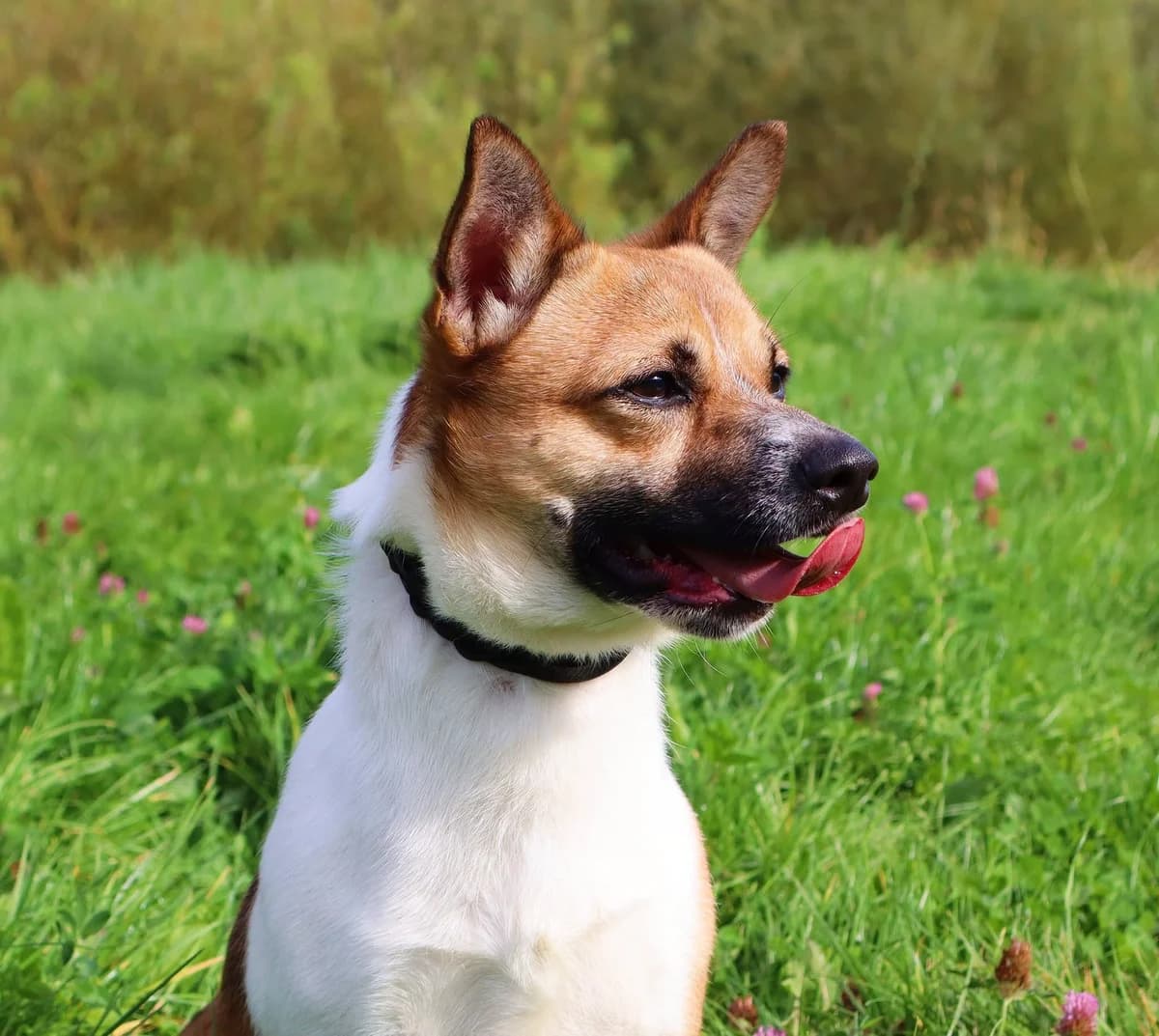 Sigi, Mixed Breed for adoption at Schronisko dla Zwierząt w Słupsku