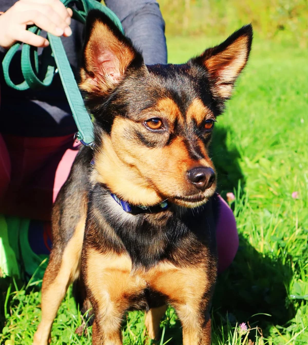 Mantha, Mixed Breed for adoption at Schronisko dla Zwierząt w Słupsku