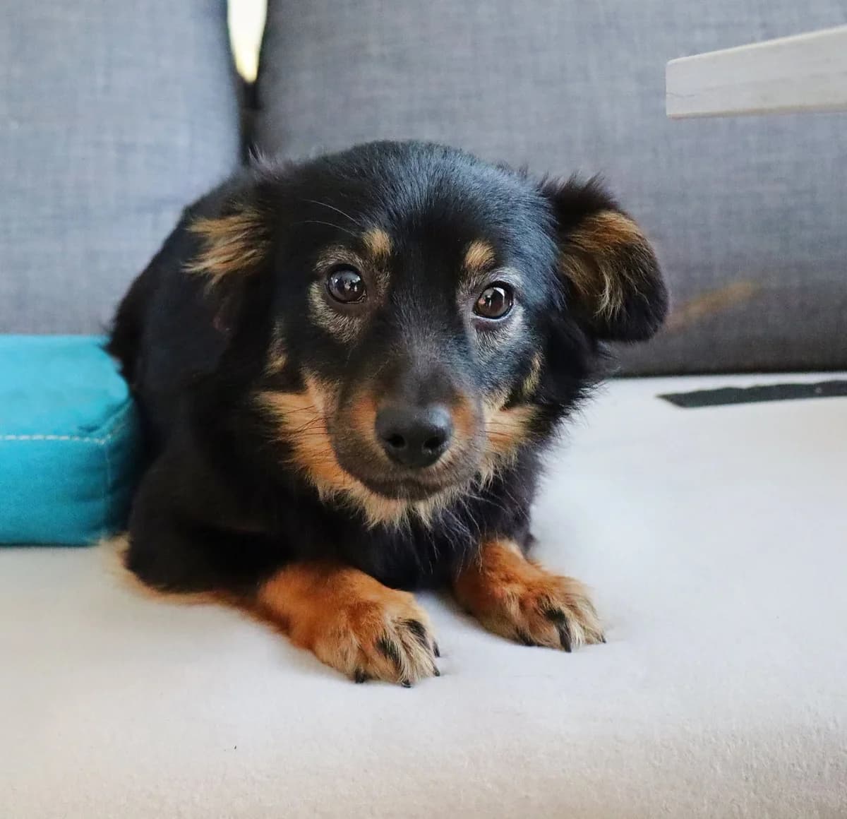 Tiimon, Mixed Breed for adoption at Schronisko dla Zwierząt w Słupsku