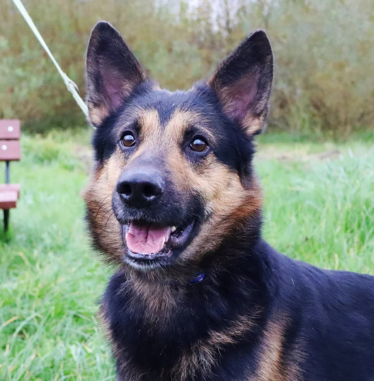 Hardin, Mixed Breed for adoption at Schronisko dla Zwierząt w Słupsku