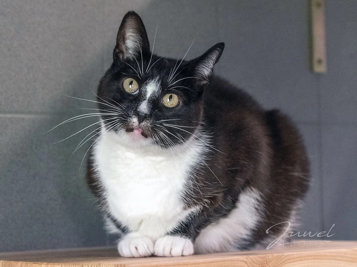 Zafira, Mixed Breed for adoption at Schronisko Sopotkowo (Sopot)