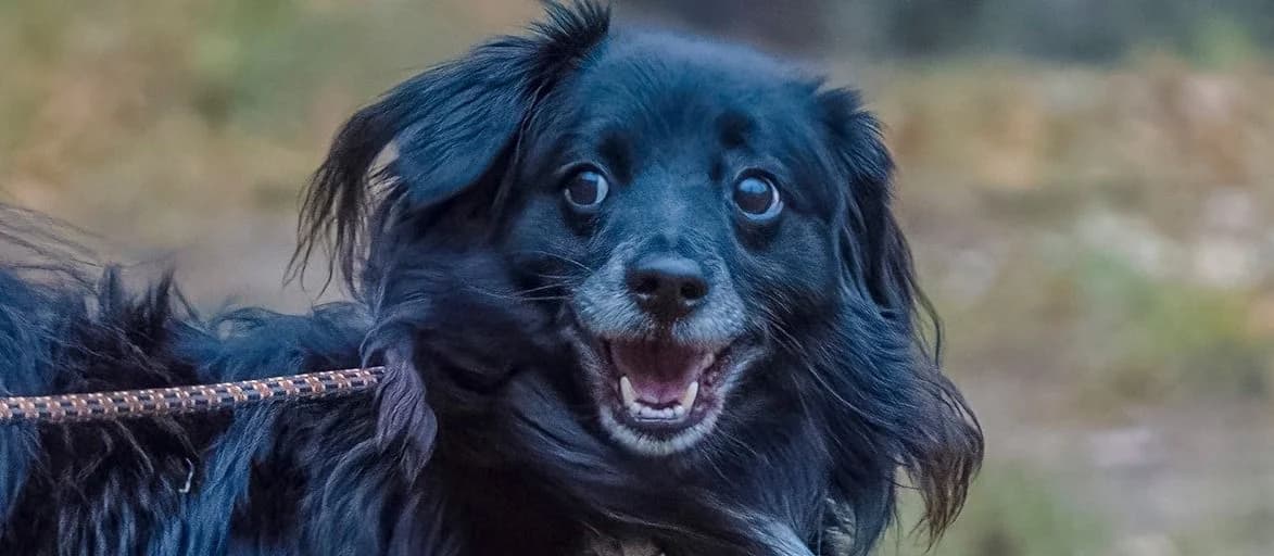 Atomek, Mixed Breed for adoption at Schronisko Sopotkowo (Sopot)