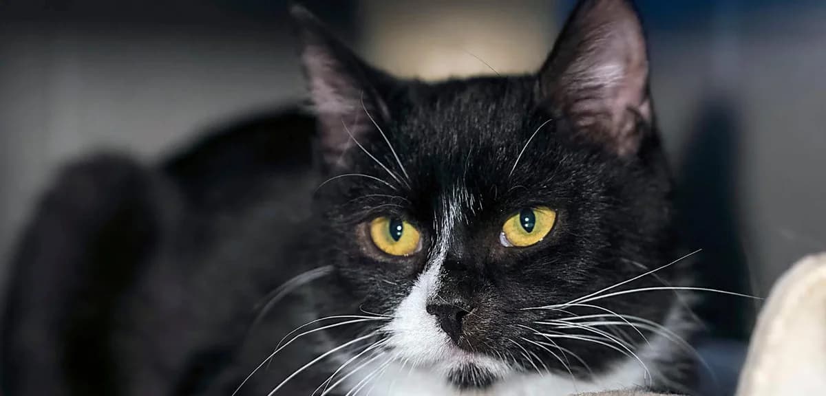 Bajer, male mixed breed for adoption at Schronisko Sopotkowo (Sopot)