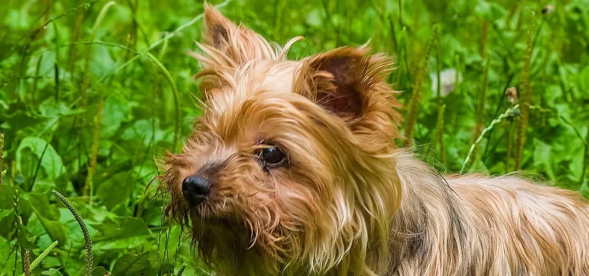 Beach, female senior Yorkshire Terrier for adoption at Schronisko Sopotkowo (Sopot)