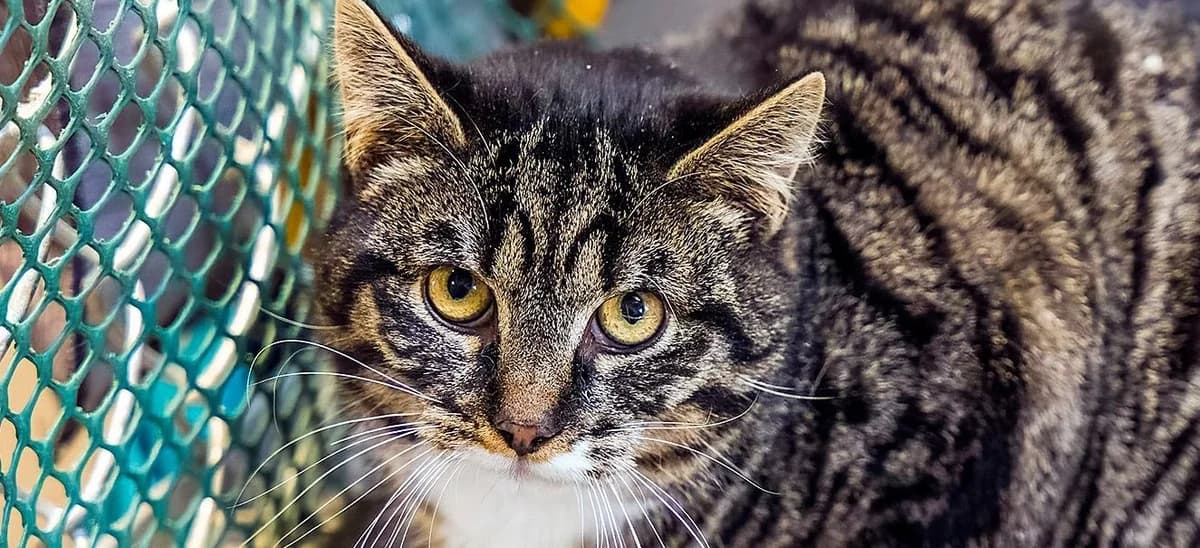 Belatrio, male mixed breed for adoption at Schronisko Sopotkowo (Sopot)