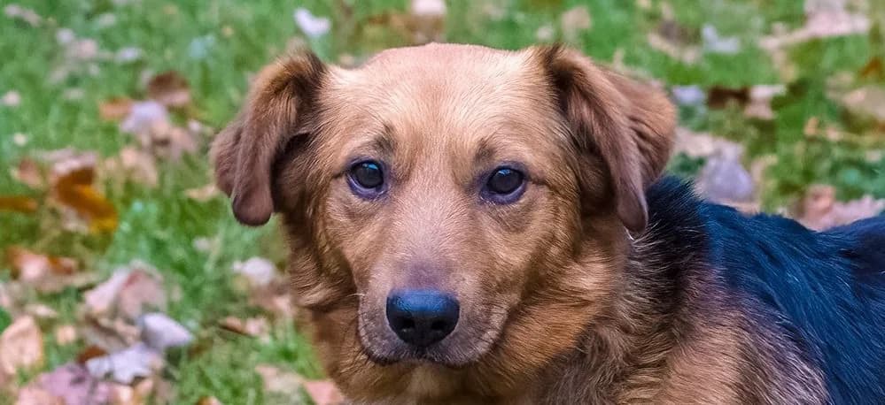 Beny, Mixed Breed for adoption at Schronisko Sopotkowo (Sopot)