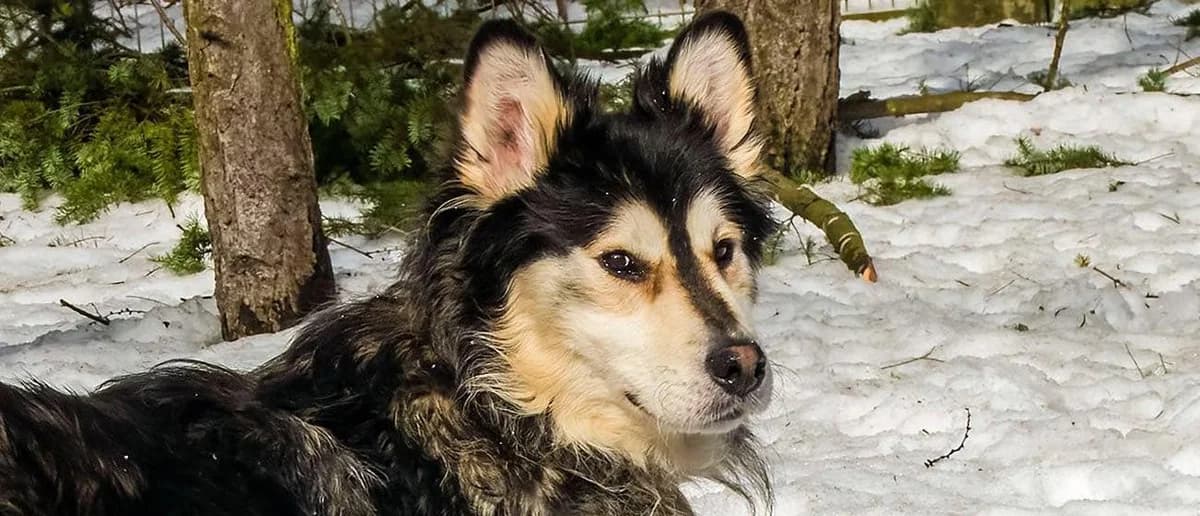Bronek, male young Husky for adoption at Schronisko Sopotkowo (Sopot)