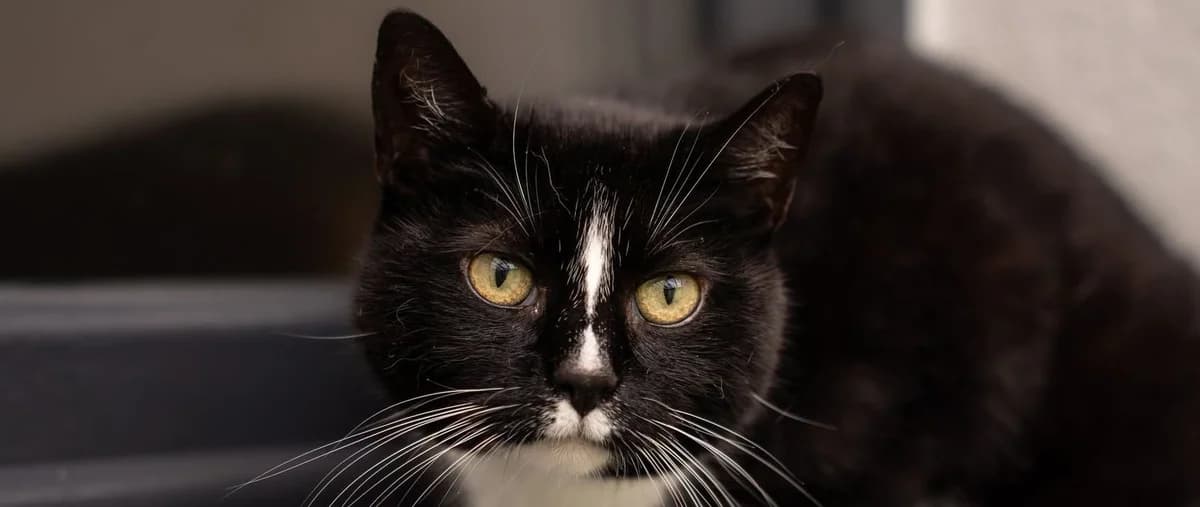 Czakra, female 5yo mixed breed for adoption at Schronisko Sopotkowo (Sopot)