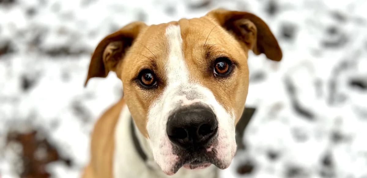Czarek, Mixed Breed for adoption at Schronisko Sopotkowo (Sopot)