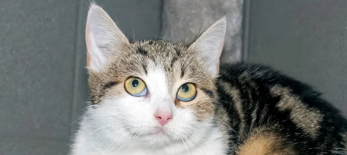 Dasti, Mixed Breed for adoption at Schronisko Sopotkowo (Sopot)