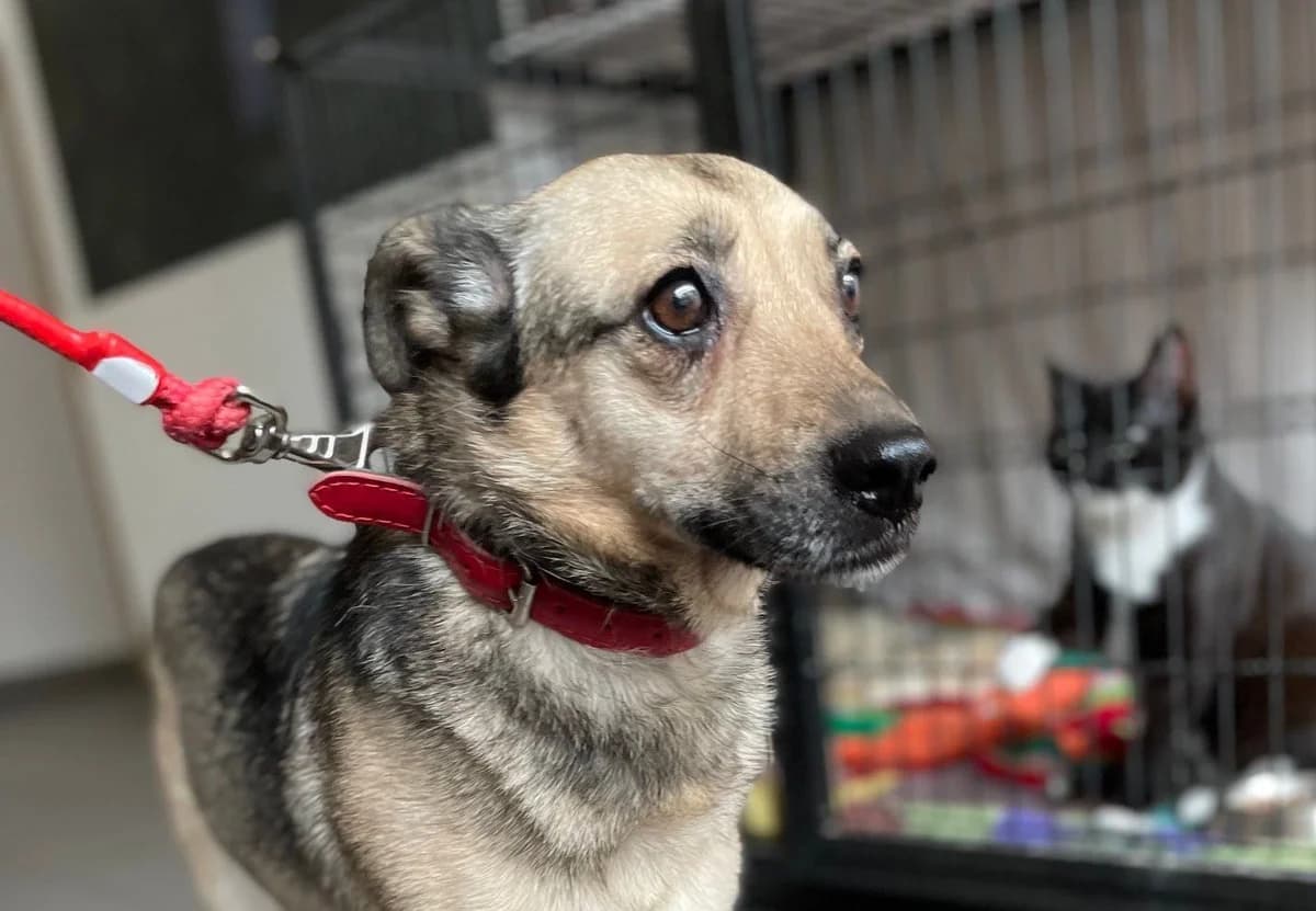 Fina, Mixed Breed for adoption at Schronisko Sopotkowo (Sopot)