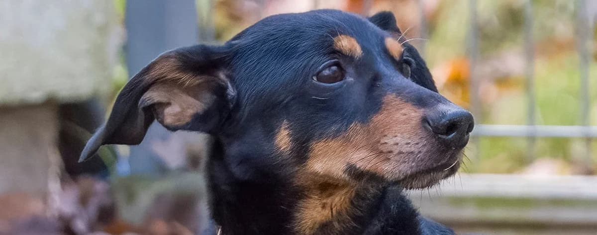 Franio, male senior mixed breed for adoption at Schronisko Sopotkowo (Sopot)