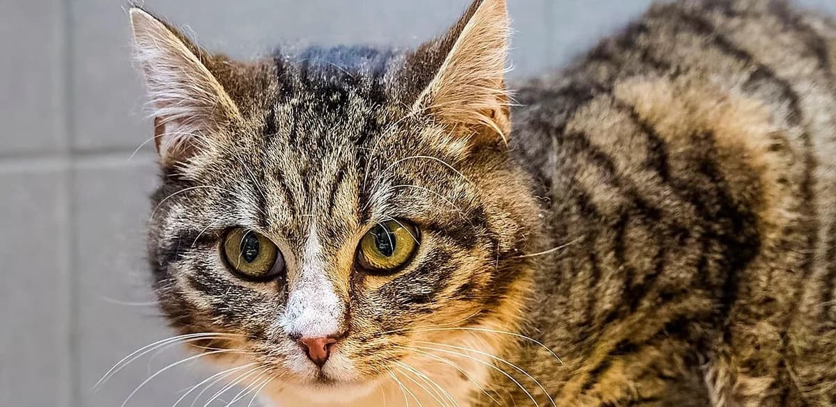 Hermes, male mixed breed for adoption at Schronisko Sopotkowo (Sopot)