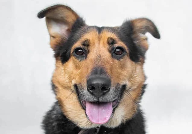 Jimmy, Mixed Breed for adoption at Schronisko Sopotkowo (Sopot)