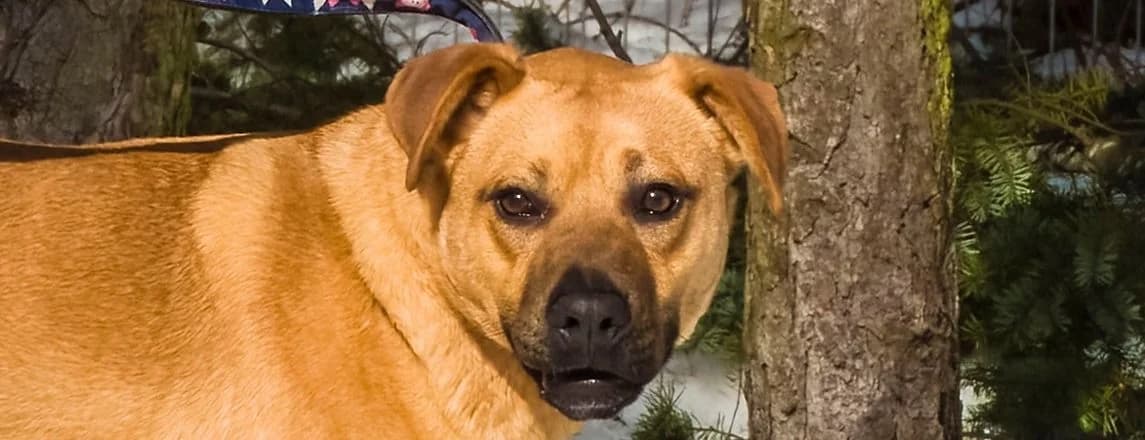 Kori, male Pomeranian for adoption at Schronisko Sopotkowo (Sopot)