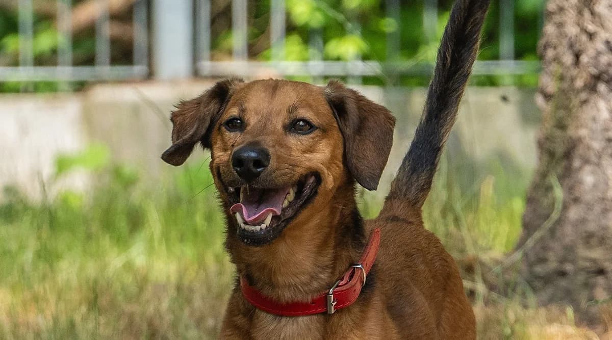 Lampo, Mixed Breed for adoption at Schronisko Sopotkowo (Sopot)