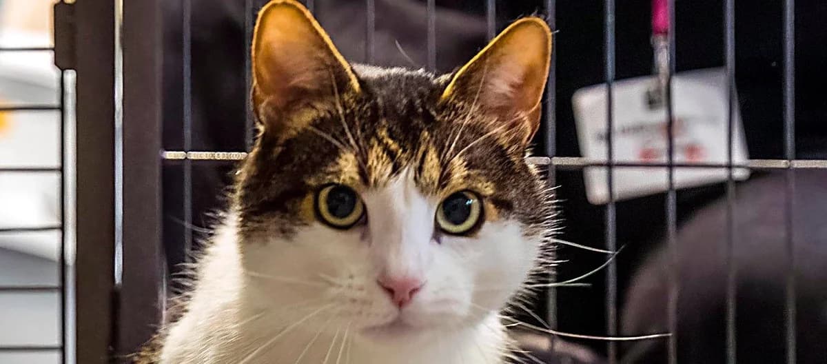 Leon, male mixed breed for adoption at Schronisko Sopotkowo (Sopot)