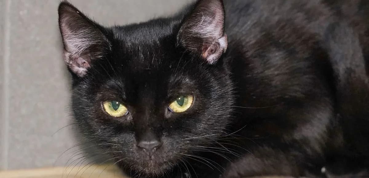 Lucek, Mixed Breed for adoption at Schronisko Sopotkowo (Sopot)