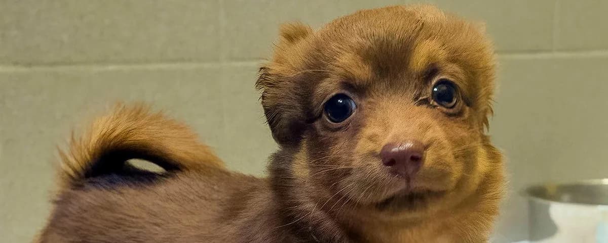 Magnolia, female puppy mixed breed for adoption at Schronisko Sopotkowo (Sopot)
