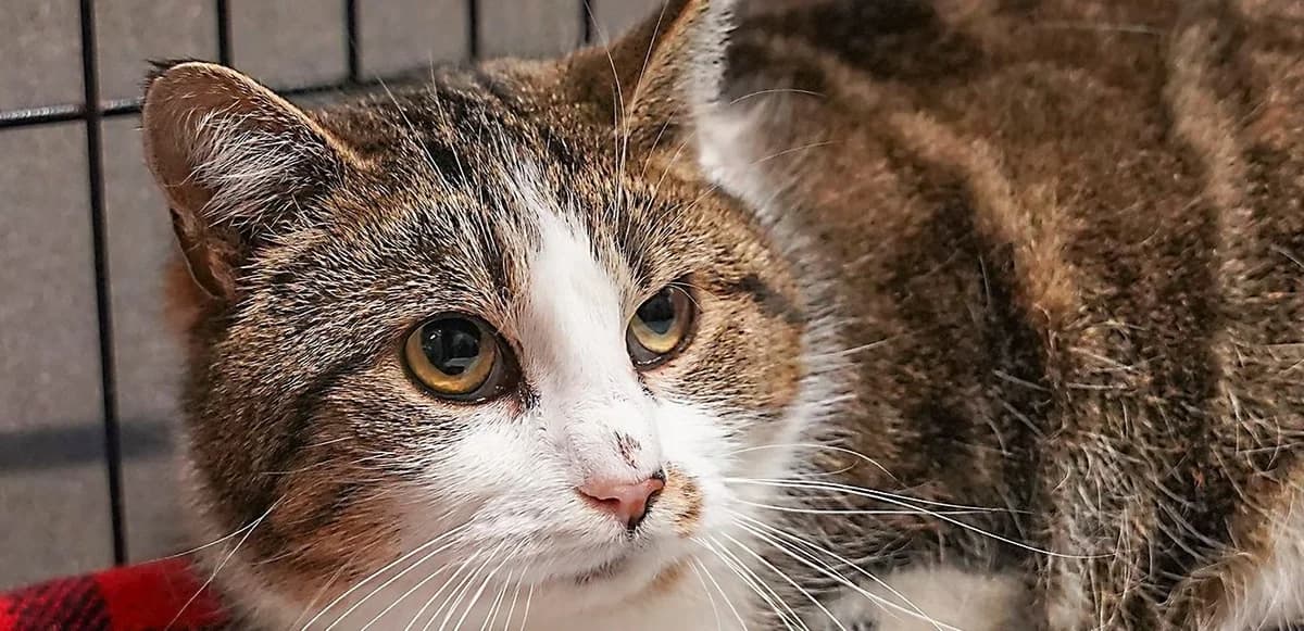 Mila, Mixed Breed for adoption at Schronisko Sopotkowo (Sopot)