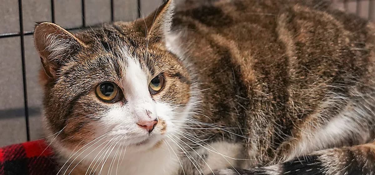 Mila, female young mixed breed for adoption at Schronisko Sopotkowo (Sopot)