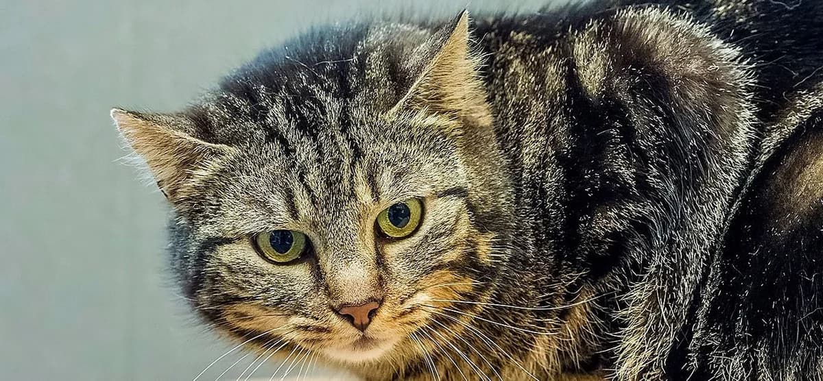 Misaki, male puppy mixed breed for adoption at Schronisko Sopotkowo (Sopot)