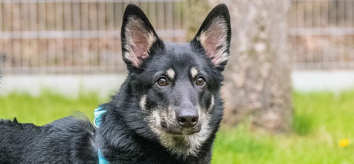 Ozzy, Pomeranian for adoption at Schronisko Sopotkowo (Sopot)