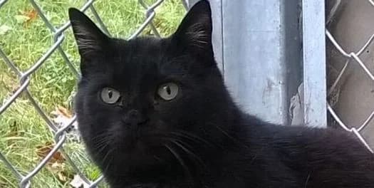 Pani Puchacz, Mixed Breed for adoption at Schronisko Sopotkowo (Sopot)