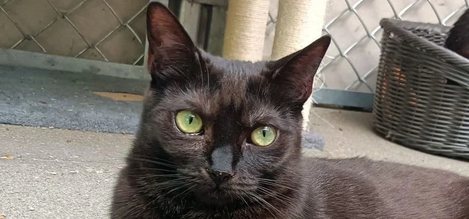 Peppa, Mixed Breed for adoption at Schronisko Sopotkowo (Sopot)