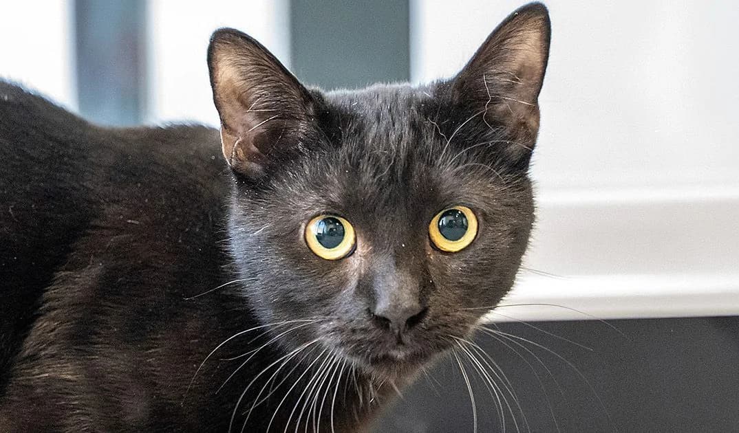 Plotka, Mixed Breed for adoption at Schronisko Sopotkowo (Sopot)