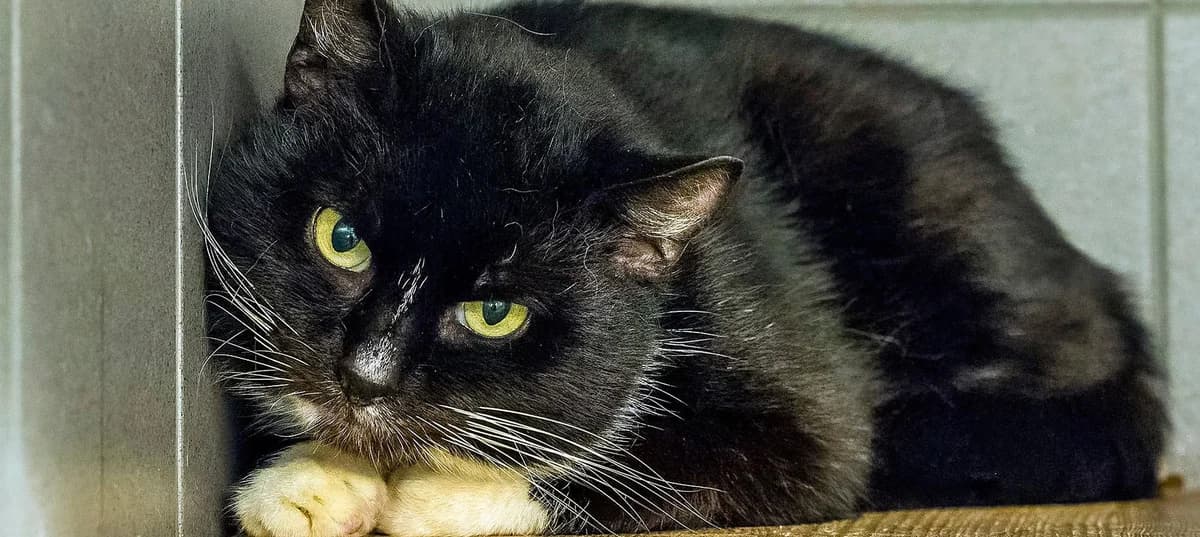 Sava, male puppy mixed breed for adoption at Schronisko Sopotkowo (Sopot)